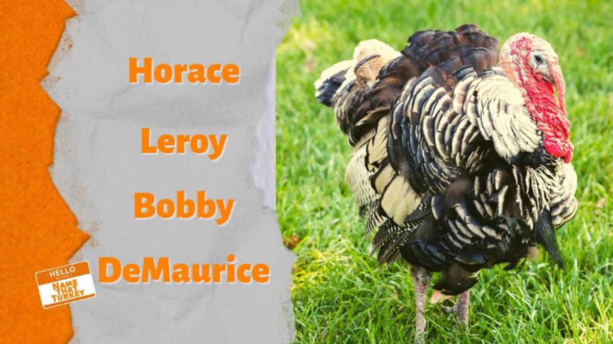 Name That Turkey image number 1